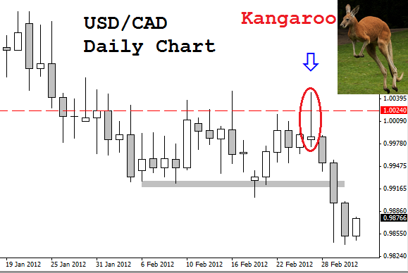 USD/CAD daily chart showed a nice Kangaroo Tail